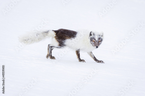 Shot on a trip to Svalbard/Spitsbergen onboard MS/Malmö in June 2019. Image of a arctic fox