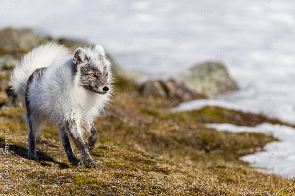 Fototapeta premium Shot on a trip to Svalbard/Spitsbergen onboard MS/Malmö in June 2019. Image of a arctic fox