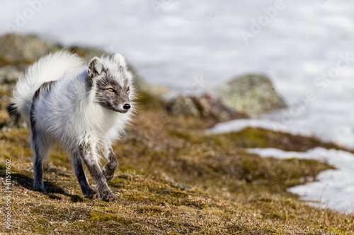 Shot on a trip to Svalbard/Spitsbergen onboard MS/Malmö in June 2019. Image of a arctic fox photo