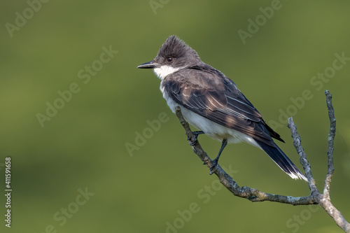 An Eastern Kingbird is perched on a bare branch