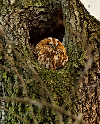 Brown owl in the hollow. Tawny owl (Strix aluco) in Polish: Puszczyk zwyczajny photo