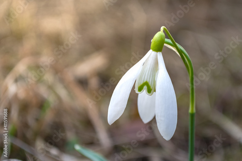 The first snowdrop after winter.