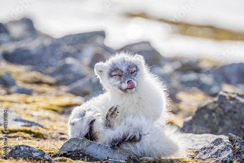 Shot on a trip to Svalbard/Spitsbergen onboard MS/Malmö in June 2019. Image of a arctic fox