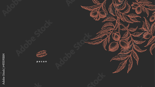 Pecan plant. Vector vintage template. Texture nuts