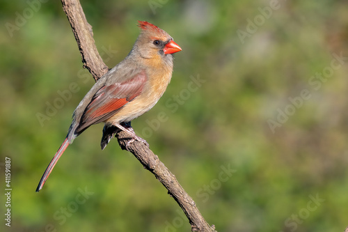 Colorful female cardinal Cardinalis cardinalis perched on a branch