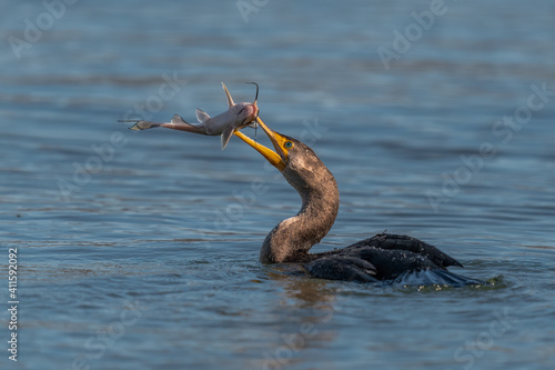 Double-crested Cormorant with Fish in Susquehanna River