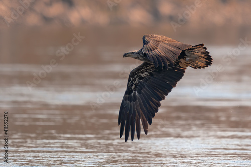 Juvenile Bald Eagle Flying in the Blue Sky over the Susquehanna River photo