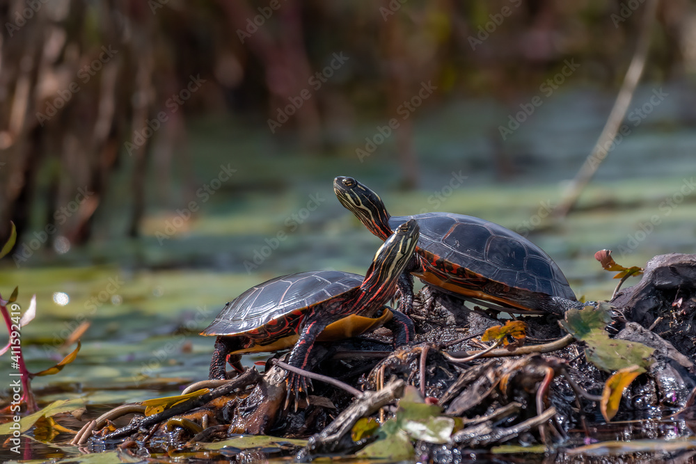 Obraz premium Midland Painted Turtle basking on a rock surrounded by green aquatic vegetation.