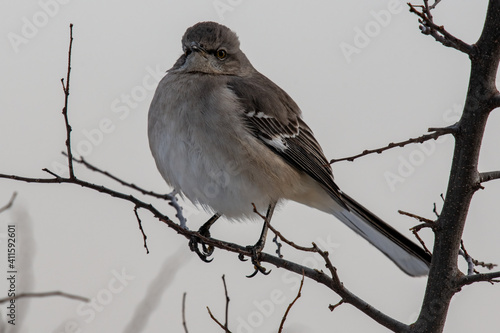 Northern mockingbird fluffed up during a chilly spring morning
