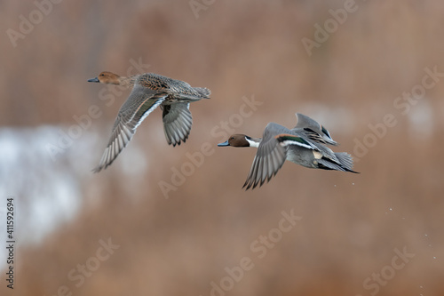 Northern Pintail pair in flight over wetland habitat