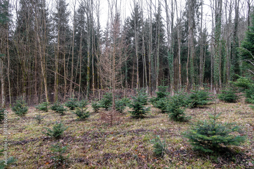 Wiederaufforstung im Nadelwald Wiederaufforstung im Nadelwald