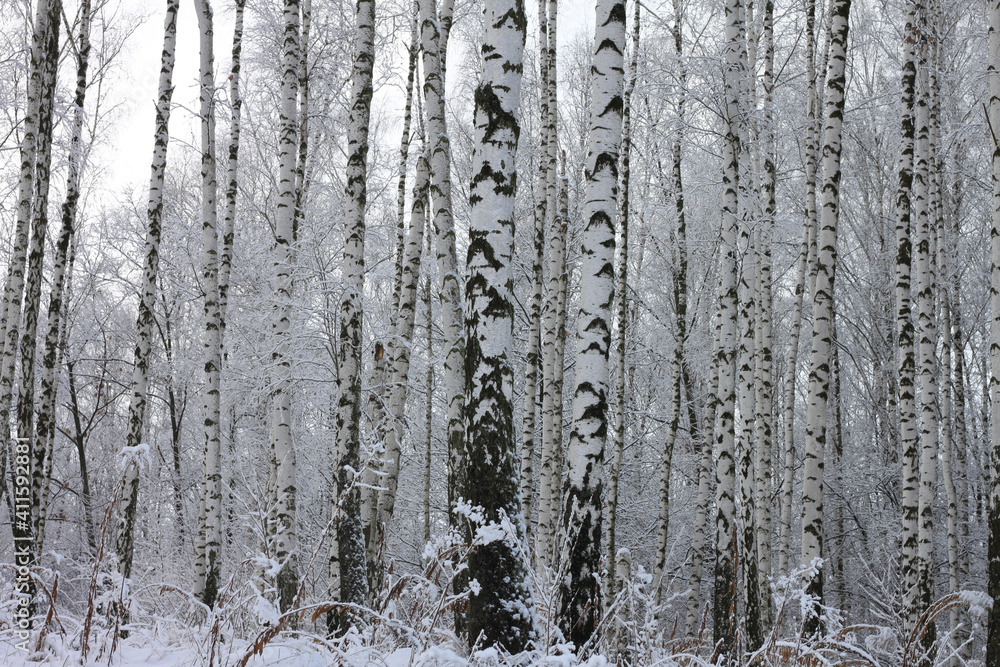 Fototapeta premium Young birches with black and white birch bark in winter in birch grove against background of other birches