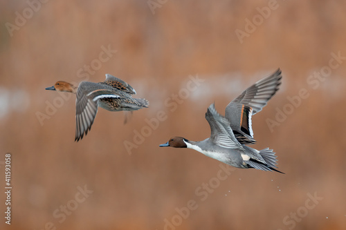 Northern Pintail pair in flight over wetland habitat