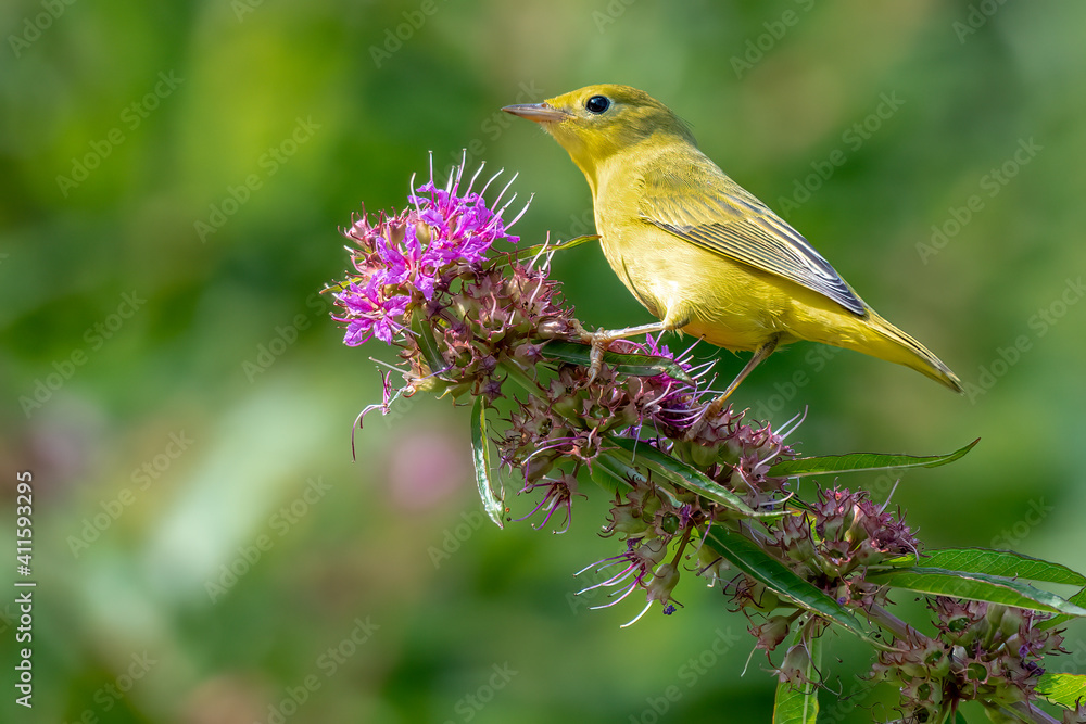 Yellow Warbler perched on a branch during spring migration