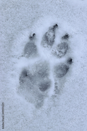 Wolf, Pfoten, Tiere, Fussabdruck, Fußspur, Schnee, Winter