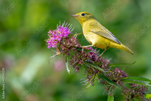 Yellow Warbler perched on a branch during spring migration