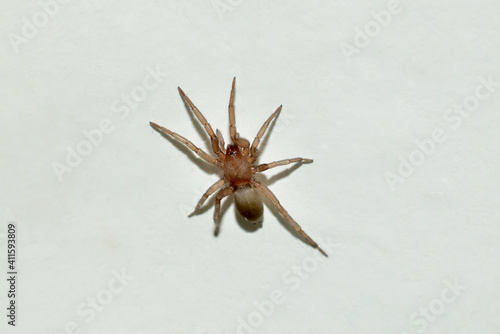The spider is brown, small in size with hairy paws.