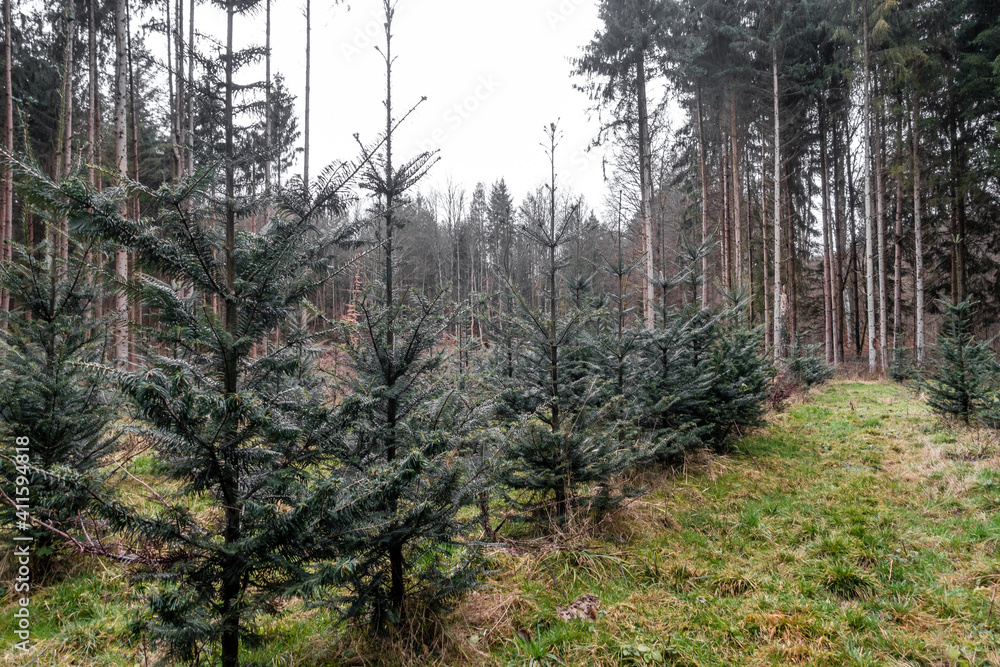 Wiederaufforstung im Nadelwald Wiederaufforstung im Nadelwald