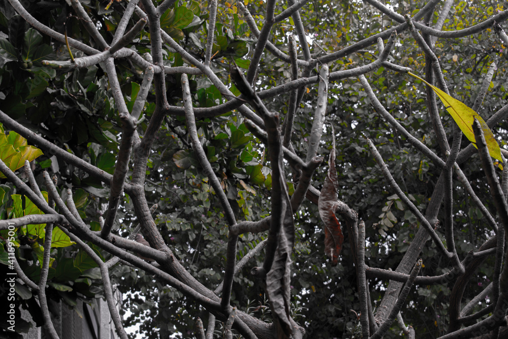 Dry tree branches with leaf 