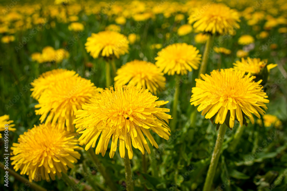 Blooming group of dandelions on meadow, Czech Republic Blooming group of dandelions on meadow, Czech Republic