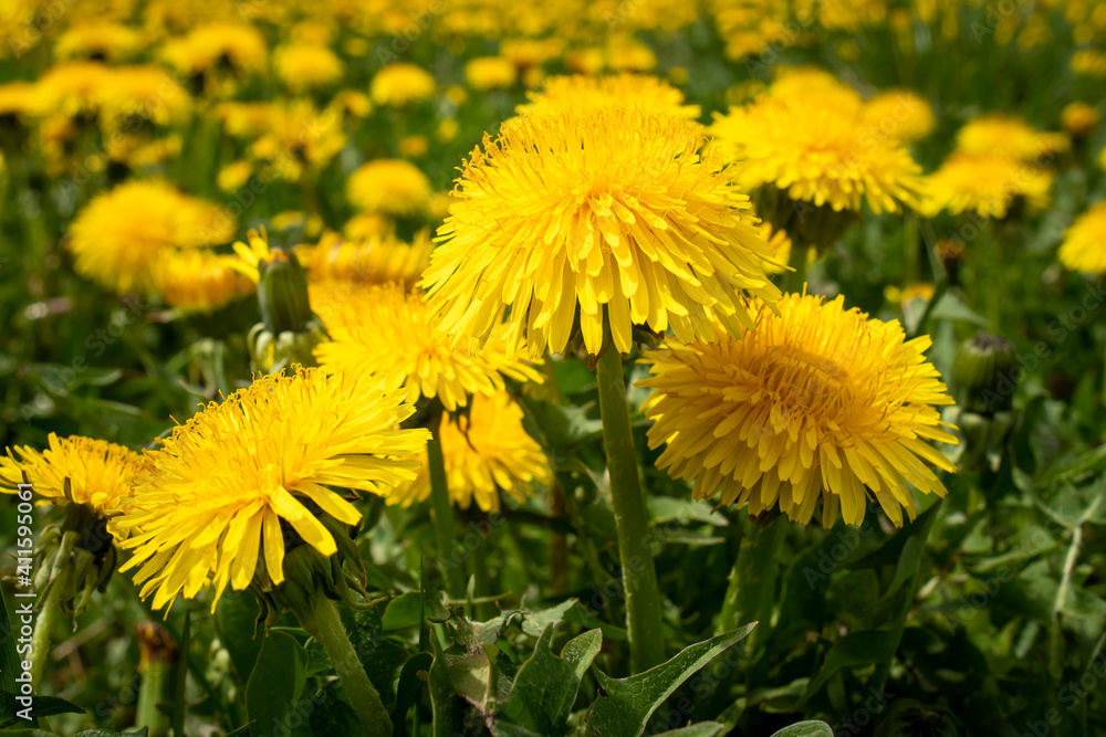 Blooming group of dandelions on meadow, Czech Republic Blooming group of dandelions on meadow, Czech Republic