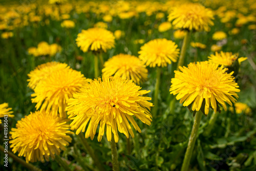 Blooming group of dandelions on meadow  Czech Republic