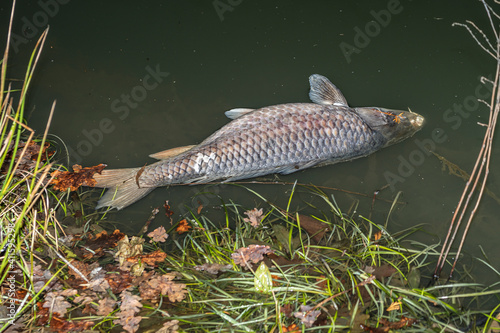 Konstfotografi Ein toter Karpfen treibt im Wasser