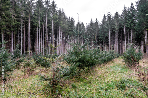 Wiederaufforstung im Nadelwald