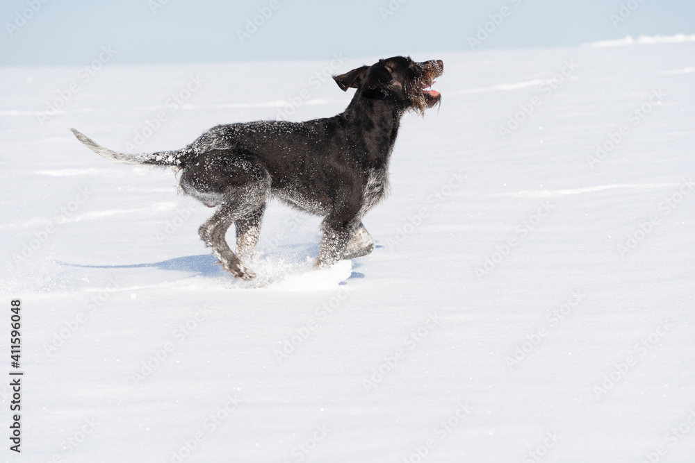 The dog jumps high in the snow. Winter walk in the fields with a crazy dog. The winter season is full of snow and frosty air. German wirehaired pointer. Side view.