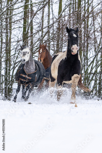 Pferde haben Spaß im Schnee