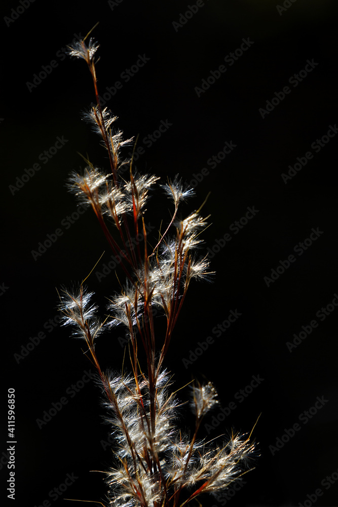 Feathery seeds on elegant black background create graceful botanic background with ample copy space