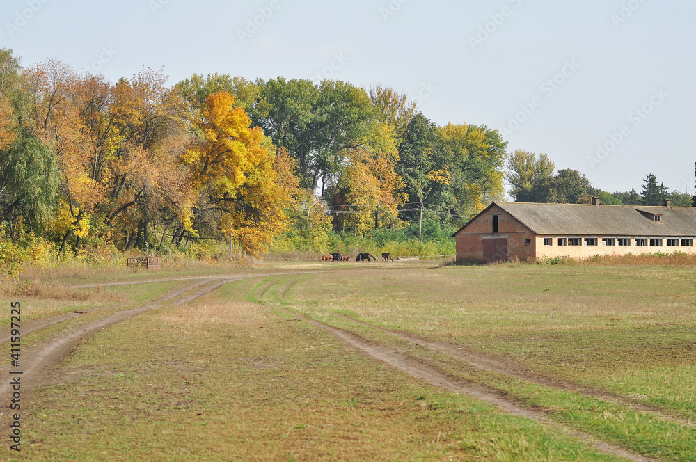 Grazing horse in autumn. The road to the stud farm Grazing horse in autumn. The road to the stud farm