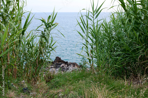 Some plants of cane growing on the rock along the Cilento coast, Italy. © Tony
