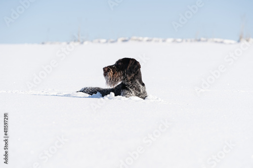Fototapeta Naklejka Na Ścianę i Meble -  A dog buried in the snow watches its prey, ready to attack at any moment. The winter season is full of snow and frosty air. German wirehaired pointer. Side view.