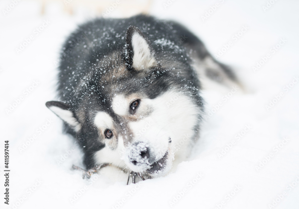 Young alaskan malamute lying playing with snow. snowy nose. Dog winter.