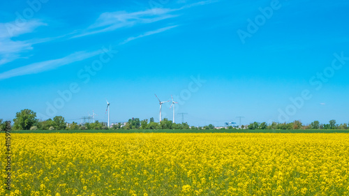 Beautiful farm landscape with rasp yellow at blossom field, wind turbines to produce green energy in Germany, Spring, blue sky and sunny day.