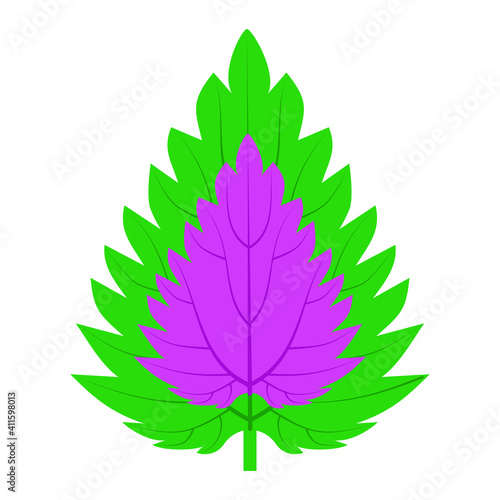 Leaf Coleus nettle room in two colors green and red