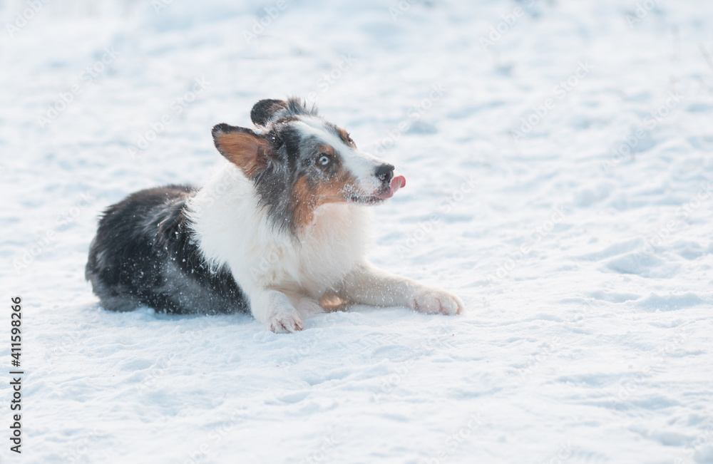 Funny australian shepherd dog with different colours eyes lying on snow 