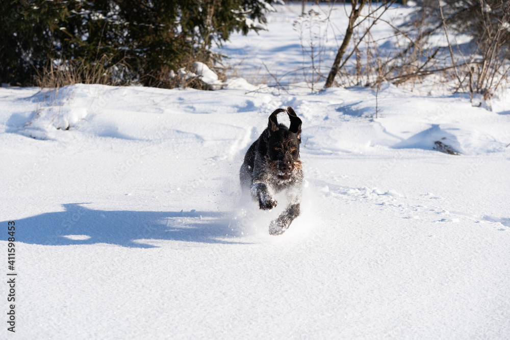 The German wirehaired pointer runs quickly in big strides through the deep snow right at the camera. The winter season is full of snow and frosty air. Front view. The German wirehaired pointer runs quickly in big strides through the deep snow right at the camera. The winter season is full of snow and frosty air. Front view.