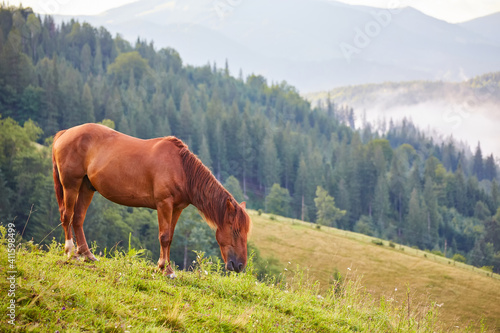 Cute horse in the Alps eating grass