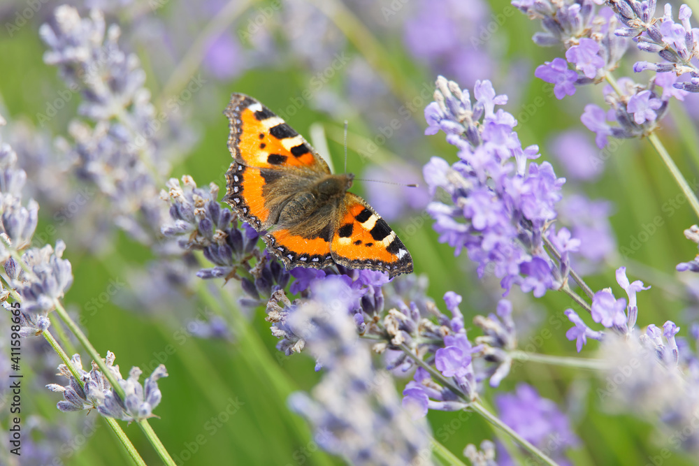 Small tortoise shell butterfly sitting on a blue lavender flower Small tortoise shell butterfly sitting on a blue lavender flower