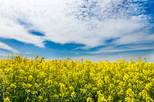 Oilseed rape blooming in farmland in countryside under blue sky with cirrus clouds in springtime