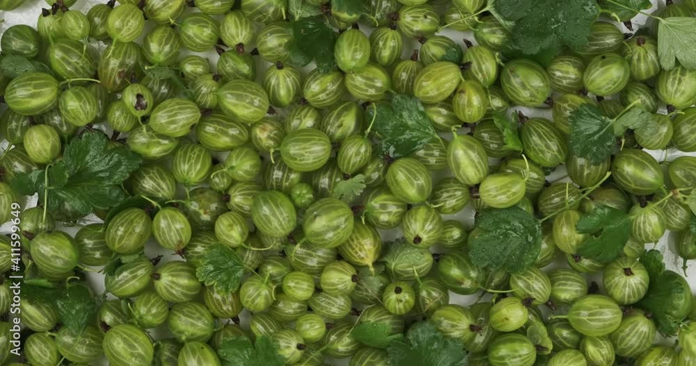 Approaching of rotating green gooseberry berries with green leaves. Berries on a white background. Approaching of rotating green gooseberry berries with green leaves. Berries on a white background.