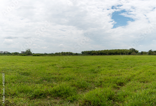 green grass and blue sky