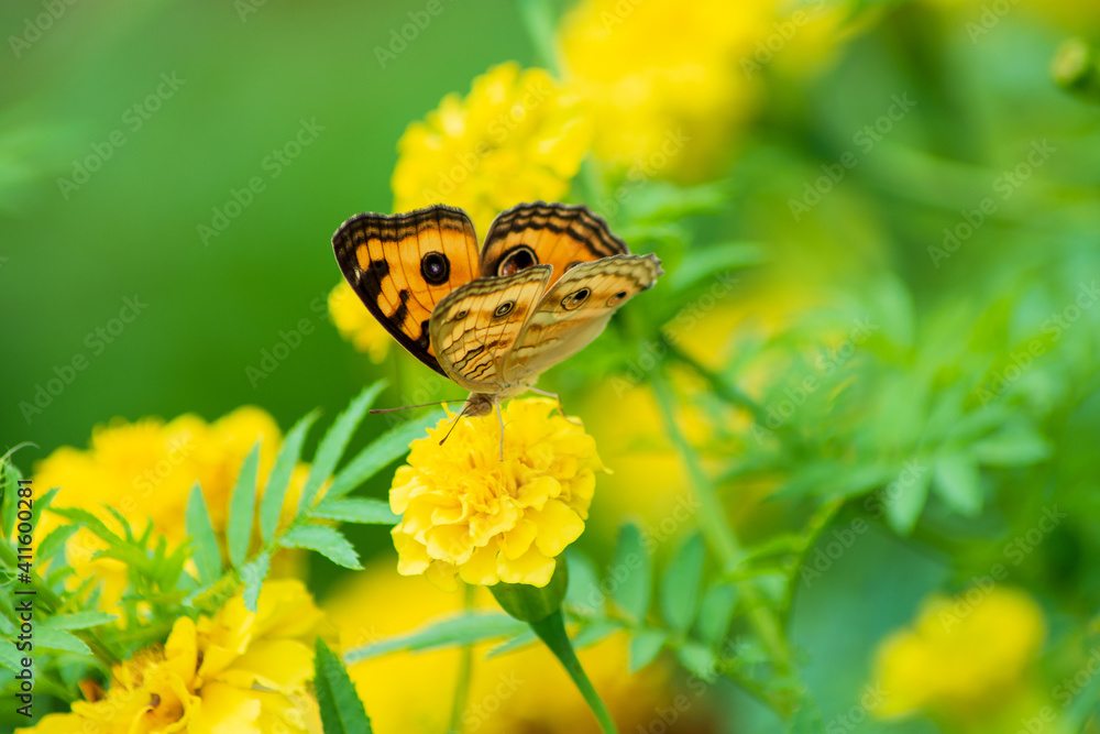 Monarch orange butterfly and bright summer flowers on a background of blue foliage in a fairy garden. Macro artistic image. Monarch orange butterfly and bright summer flowers on a background of blue foliage in a fairy garden. Macro artistic image.