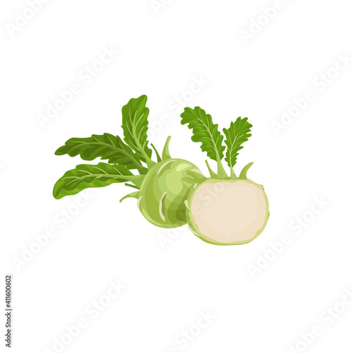 Kohlrabi cabbages. Whole and halved. Illustration of fresh farm vegetables. Eco turnip cabbage. Vector illustration for markets, prints, packages. Isolated on white background.