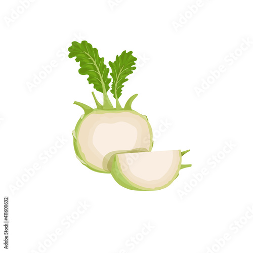 Kohlrabi cabbages. Halved and quarter. Illustration of fresh farm vegetables. Eco turnip cabbage. Vector illustration for markets, prints, packages. Isolated on white background.