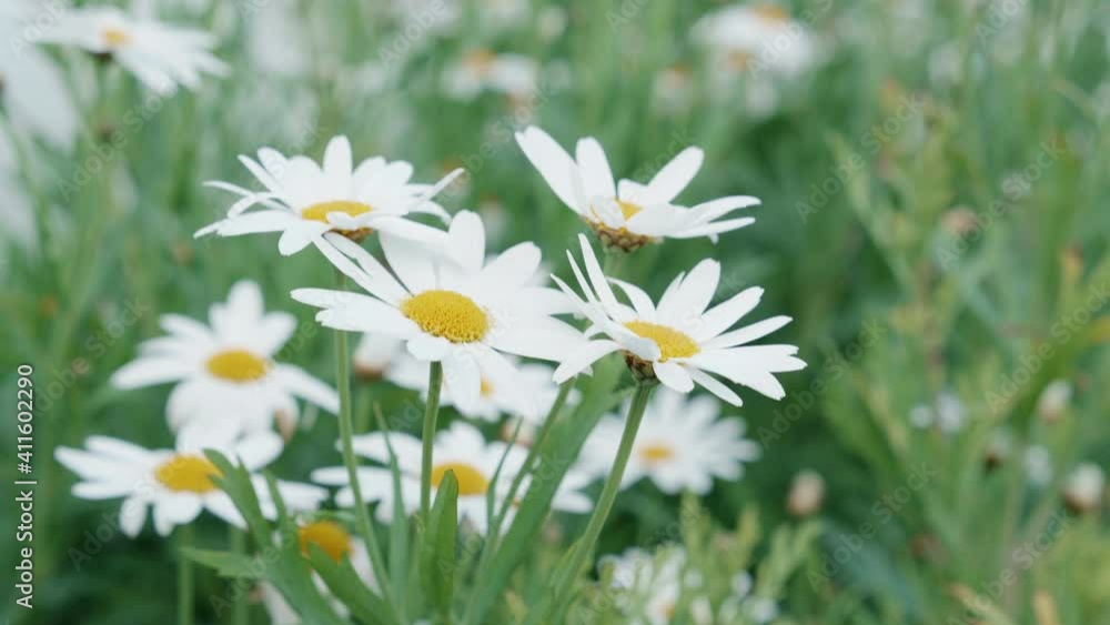 Beautiful white flower bloom and petal in the garden, season springtime or summer, ecology and environment, botany in meadow, floral in field nature background, nobody, no people. Beautiful white flower bloom and petal in the garden, season springtime or summer, ecology and environment, botany in meadow, floral in field nature background, nobody, no people.