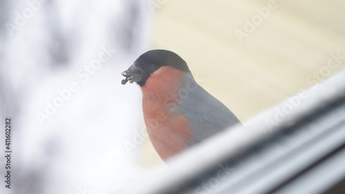 bullfinch on a window