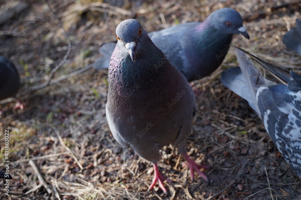 Fototapeta premium pigeon on the ground